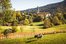 Schafe um Ruhpolding