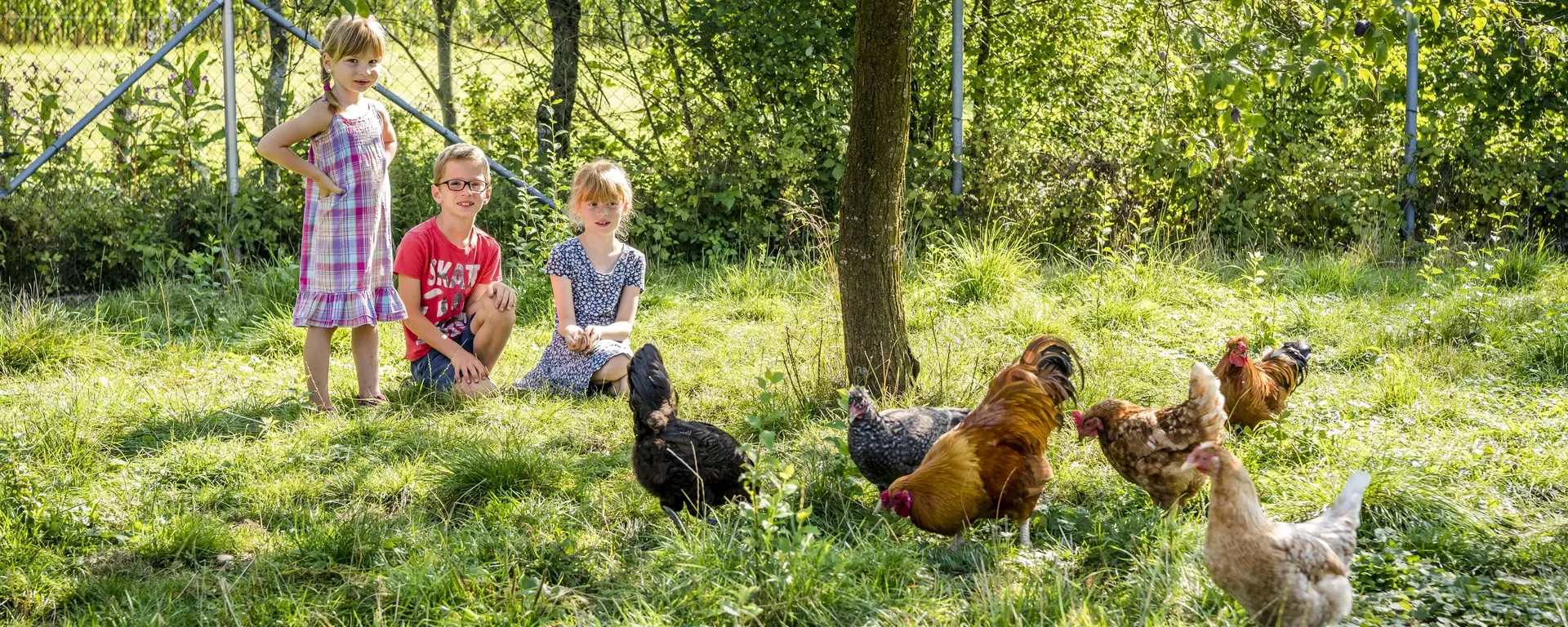 Kinder mit Hühner auf dem Urlaubsbauernhof Ferienkinder betrachten Hühner auf dem Urlaubsbauernhof