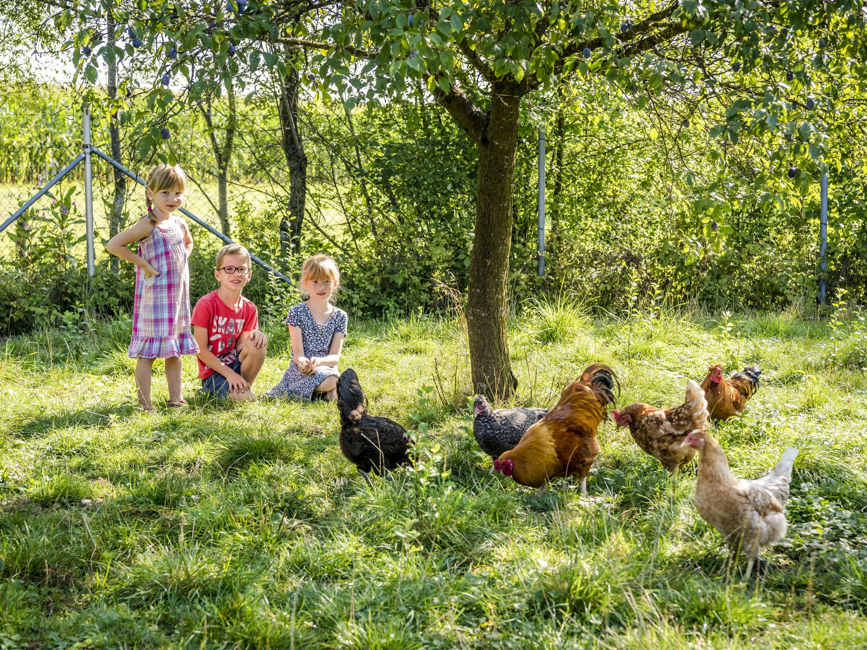 Kinder mit Hühner auf dem Urlaubsbauernhof Ferienkinder betrachten Hühner auf dem Urlaubsbauernhof