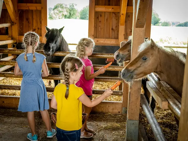 Pferdefüttern © Medienservice ProGenuss® Kinder füttern die Ponys auf dem Urlaubsbauernhof.