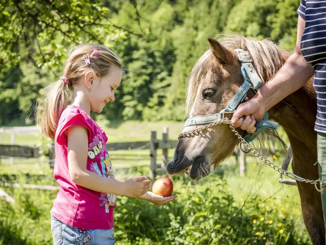- © Medienservice ProGenuss® Ein Mädchen füttert das Pferd mit einen Apfel.